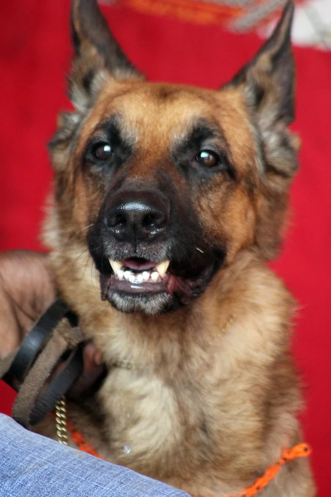 A German Shepherd, the breed of the NYPD 9/11 search-and-rescue dog Apollo