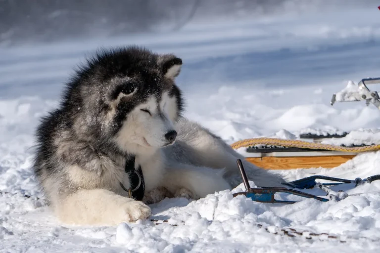 A Siberian husky, the breed of Balto, the 1925 serum-run sled dog