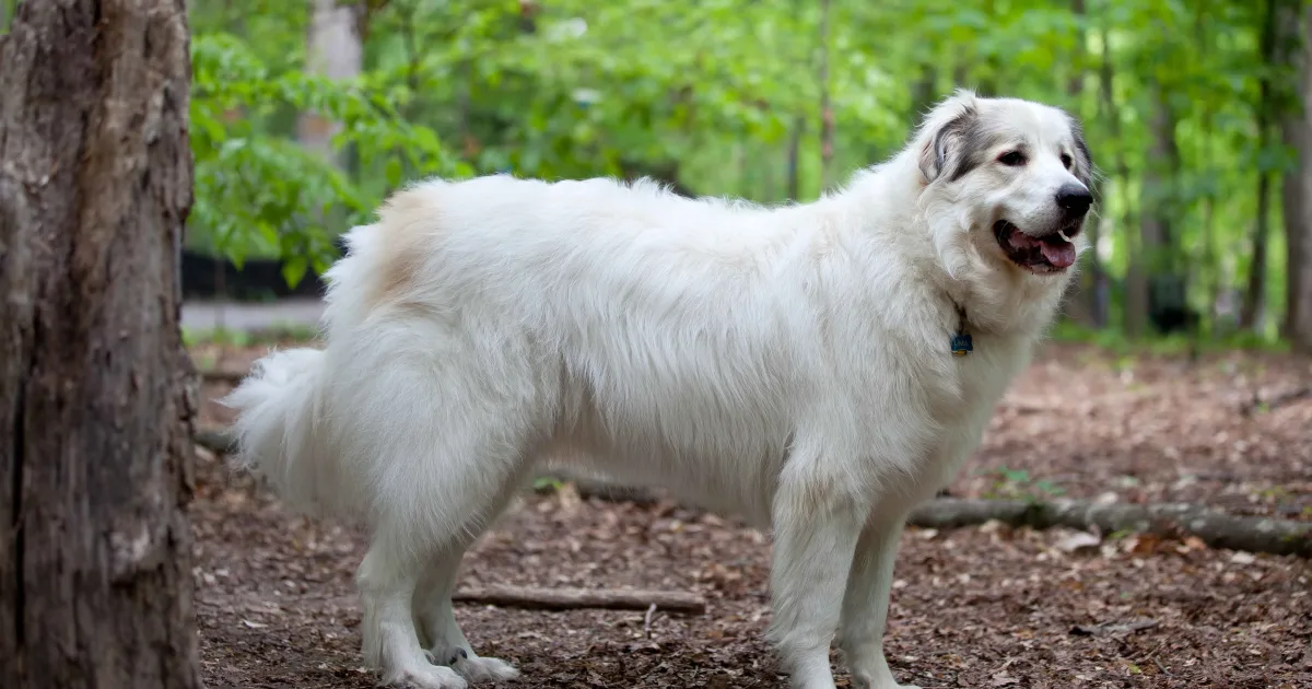 Big fluffy dog breeds — Great Pyrenees Mountain Dog