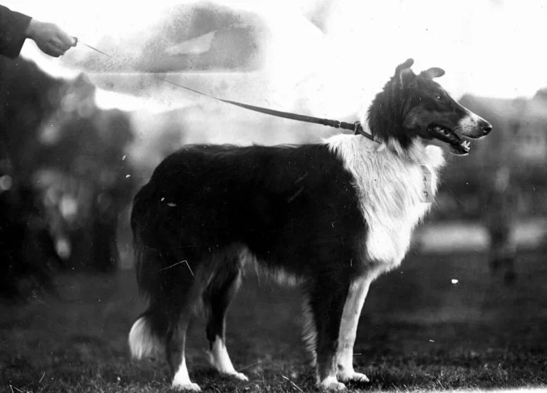 A Scotch Collie, the type of dog Bobbie the Wonder Dog was
