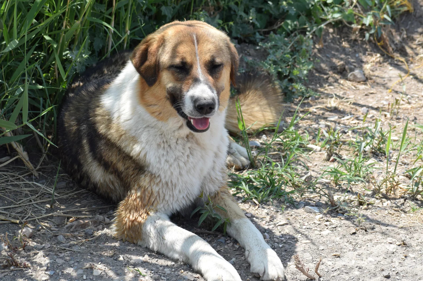 A Rafeiro do Alentejo, the Portuguese breed of the record-holding dog Bobi