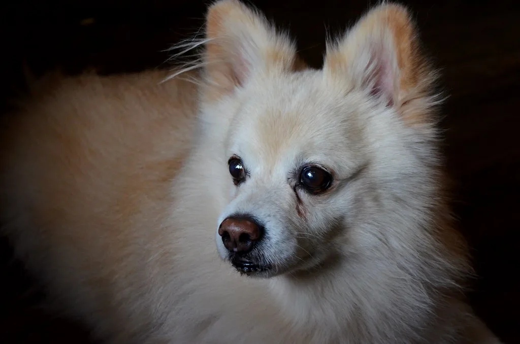 A Pomeranian, the breed of the internet-famous dog Boo