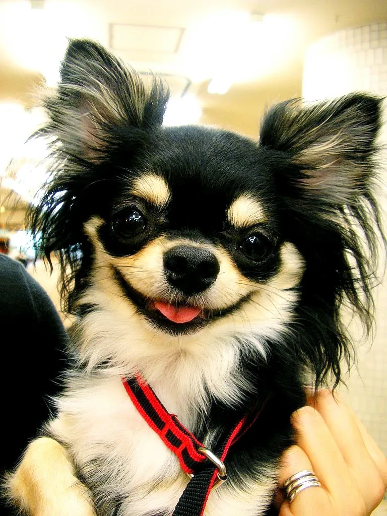 A Chihuahua, representative of fashion-influencer dog Boobie Billie's Chihuahua–Italian Greyhound mix