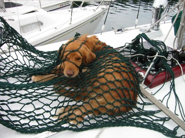 A Golden Retriever, the breed of the 9/11 search-and-rescue dog Bretagne
