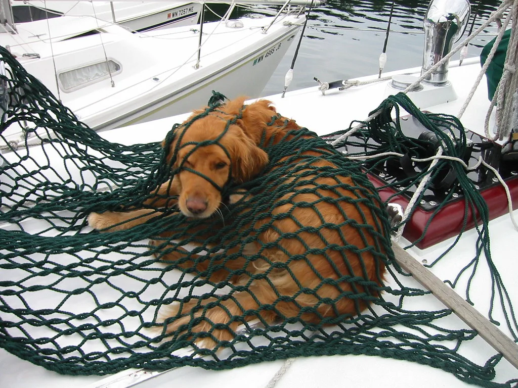 A Golden Retriever, the breed of the 9/11 search-and-rescue dog Bretagne
