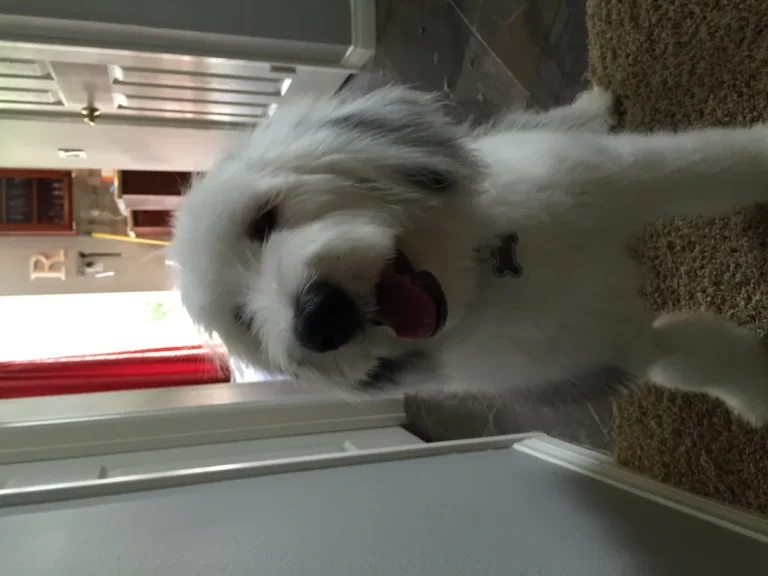 A Sheepadoodle, the breed of button-pressing TikTok star Bunny