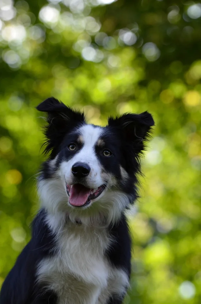 A Border Collie, the breed of record-vocabulary dog Chaser