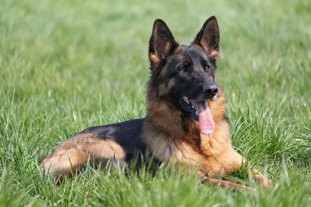 A German Shepherd, representative of the breed mix of the WWII war dog Chips