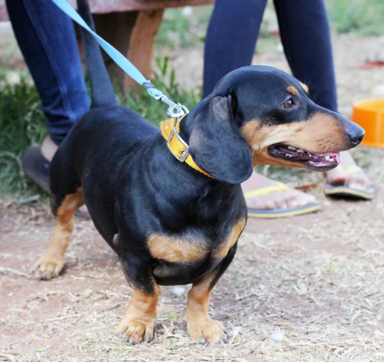 A dachshund, the breed of costumed internet star Crusoe
