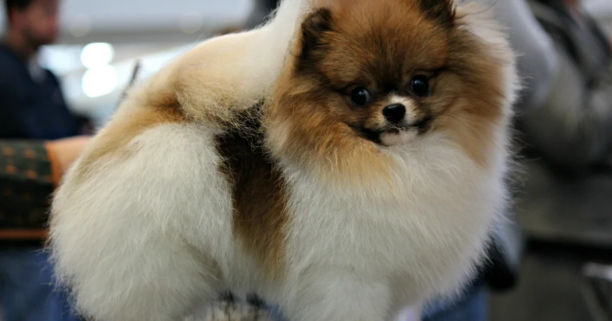Cutest dog breeds — 01Particolor Pomeranian Dog Show