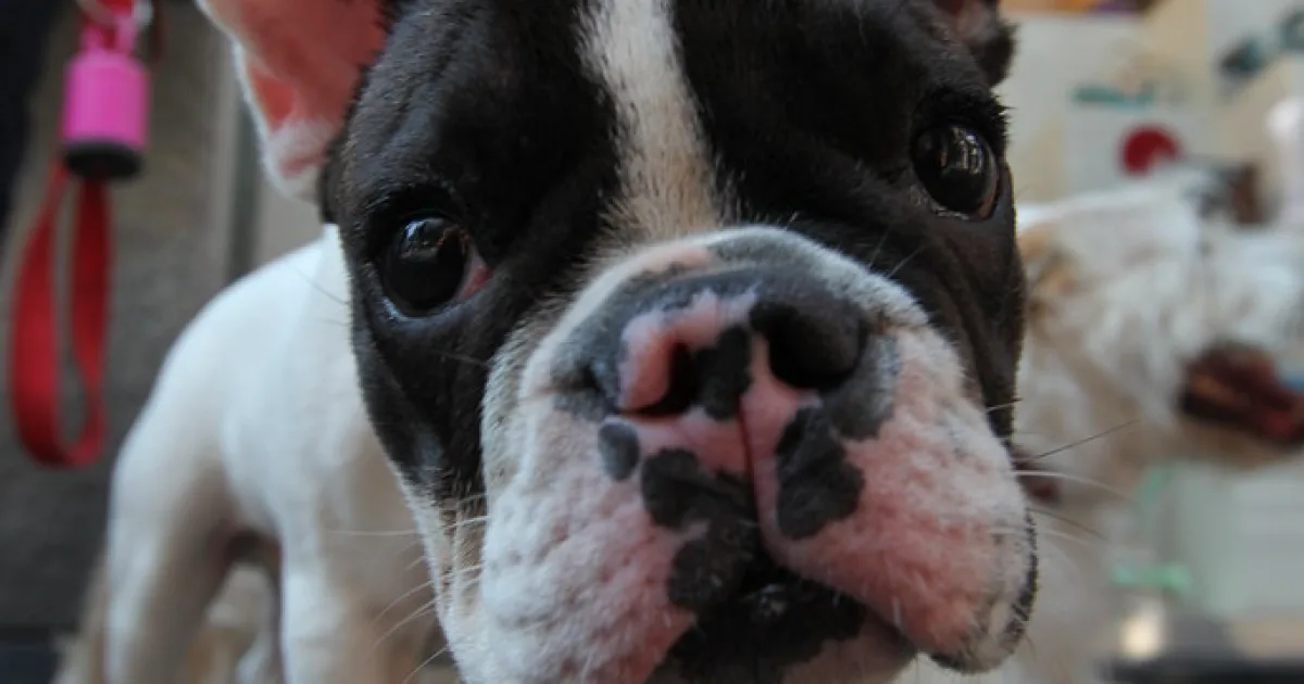 Dog breeds for apartments — French bulldog
