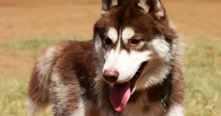 Dog breeds that look like wolves — 3217-siberian-husky-dog