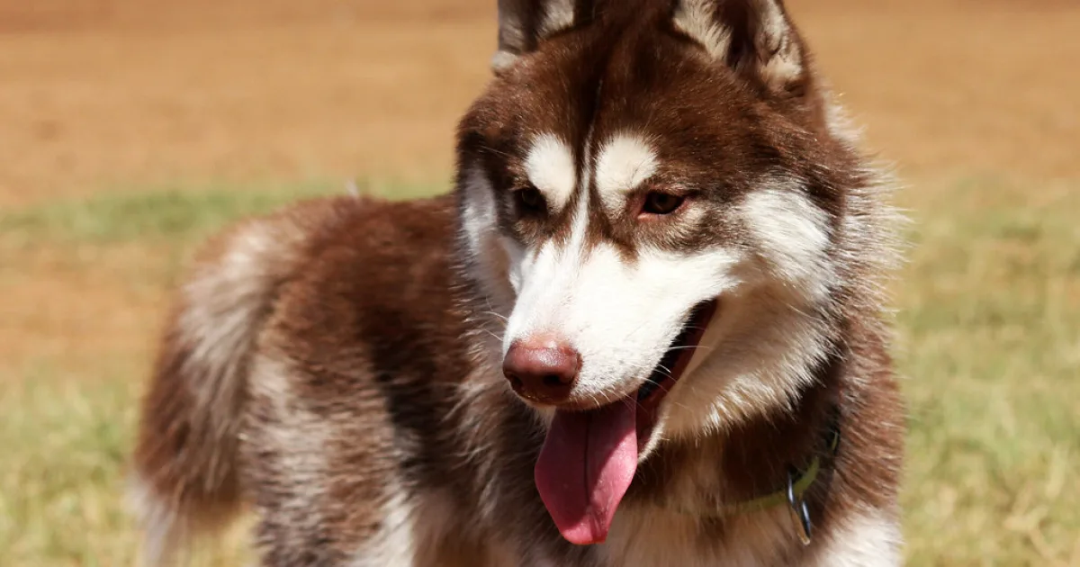 Dog breeds that look like wolves — 3217-siberian-husky-dog