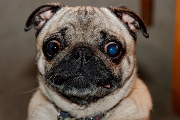 A pug, the breed of internet celebrity Doug the Pug