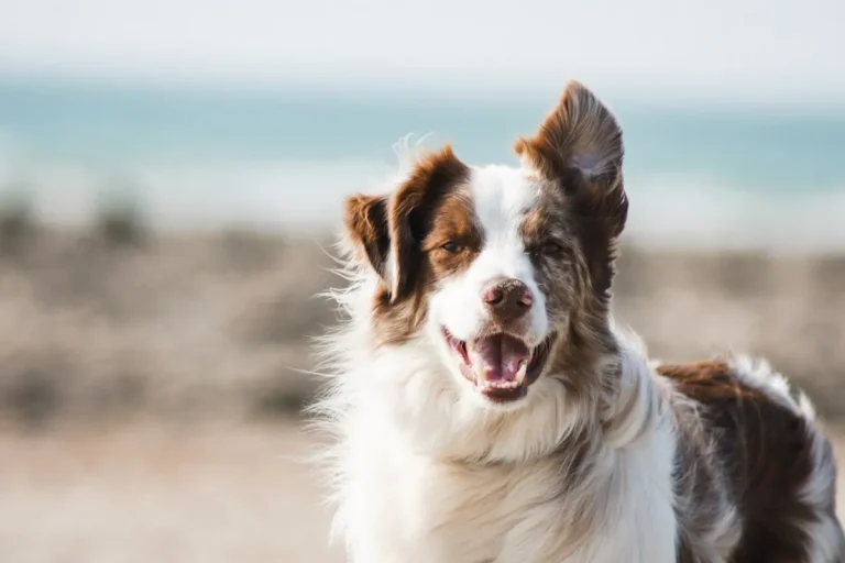 Puppies at play — the real-life counterparts of animation's most famous dogs