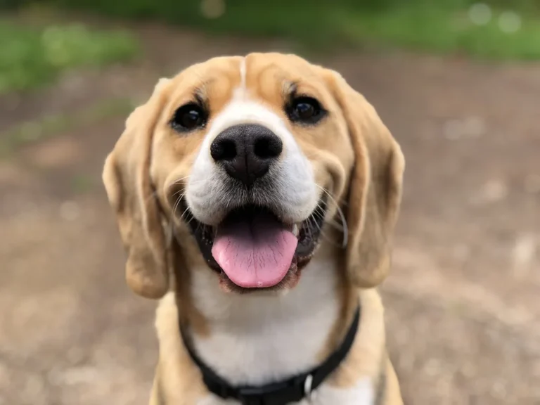 Smiling beagle close-up — the everyday face of internet dog fame