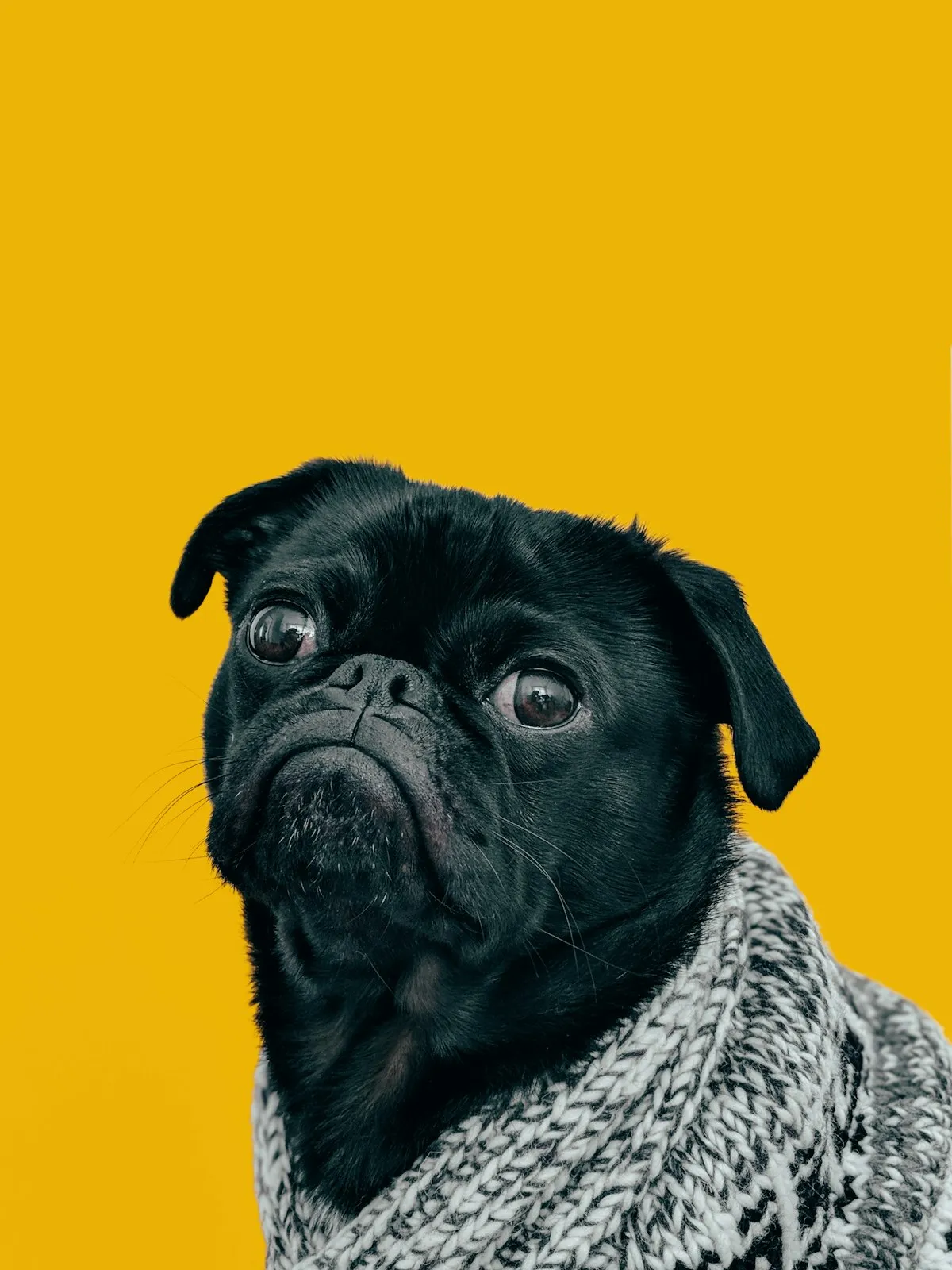 Pug portrait — the breed behind Instagram stars like Doug the Pug