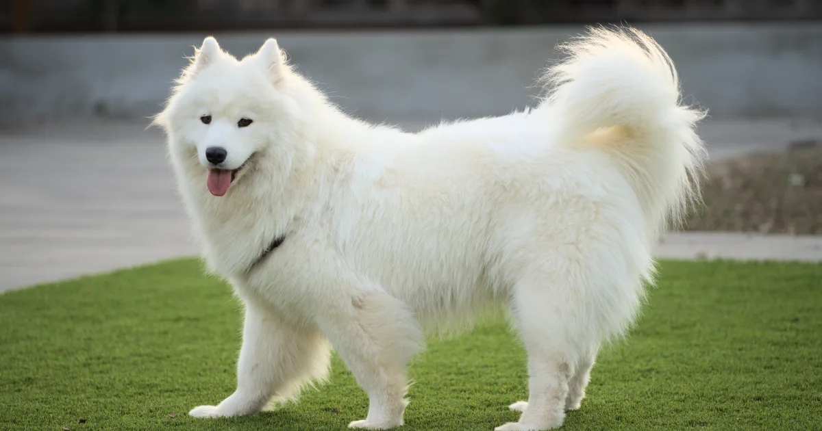 Fluffy dog breeds — Samoyed dog two year old female dllu
