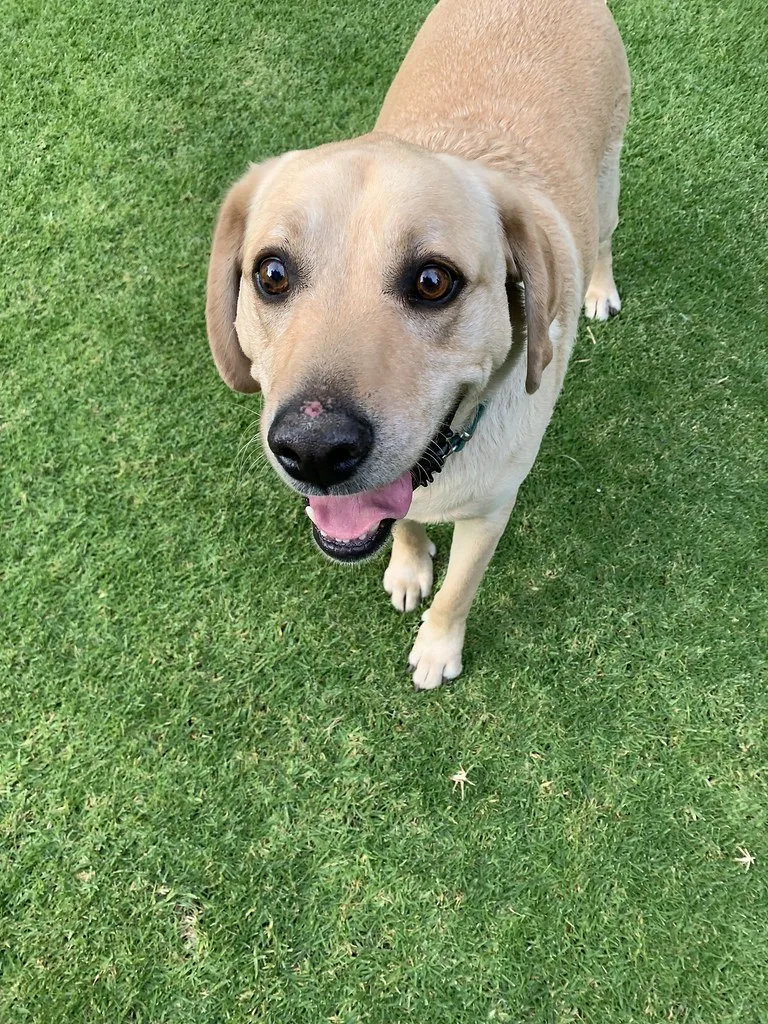 A Labrador Retriever, the breed of the Mexican Navy rescue dog Frida
