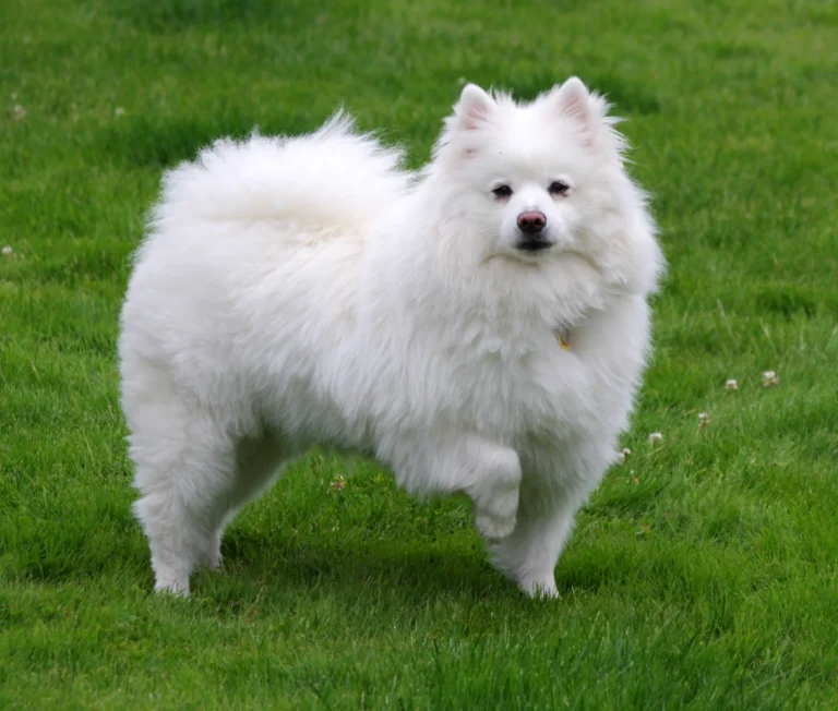 A fluffy white American Eskimo Dog, representative of the mixed breed of the meme dog Gabe