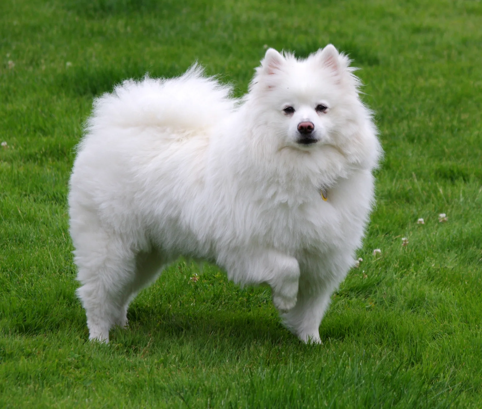 A fluffy white American Eskimo Dog, representative of the mixed breed of the meme dog Gabe