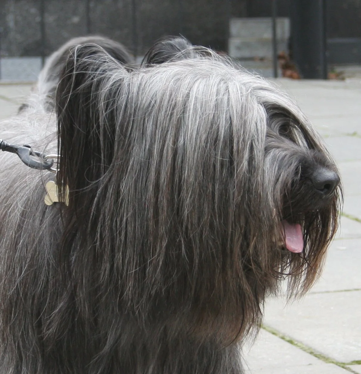 A Skye Terrier, the breed of Greyfriars Bobby