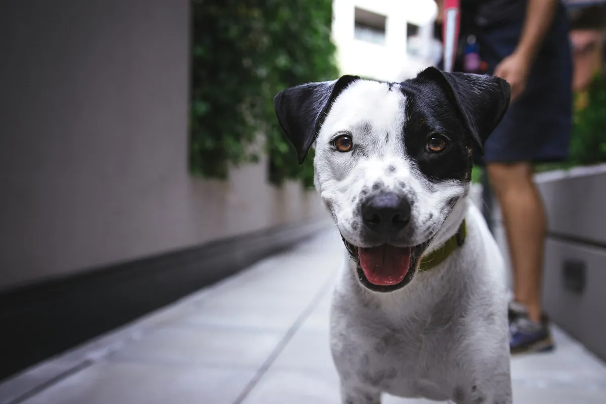 Working dog outdoors — the kind of dog behind history's great rescues