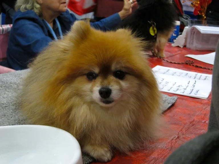 A Pomeranian, the breed of internet-famous Jiffpom