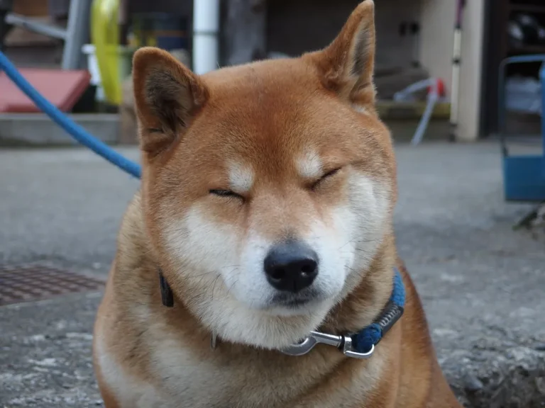A Shiba Inu, the breed of Kabosu, the dog behind the Doge meme