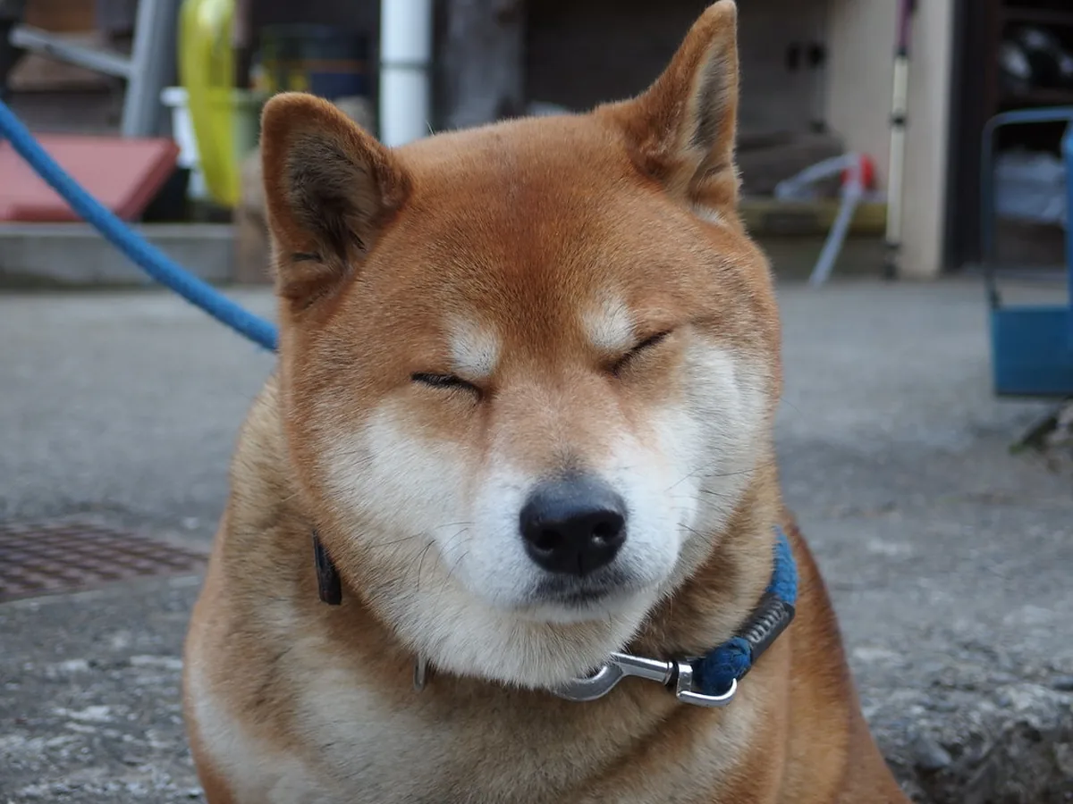 A Shiba Inu, the breed of Kabosu, the dog behind the Doge meme