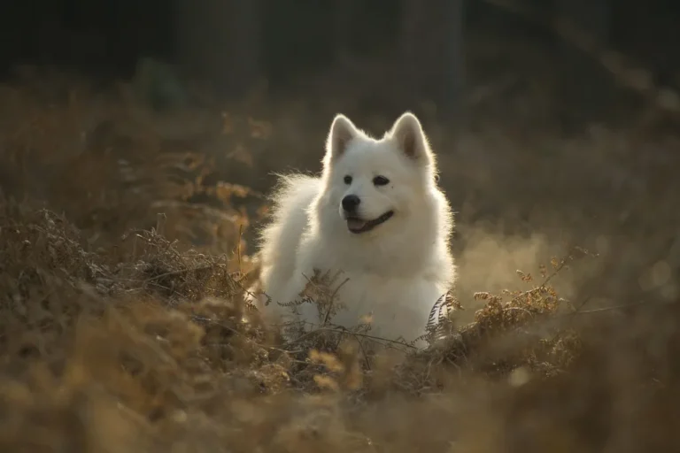 A white Samoyed-type dog, representative of Laika's part-Samoyed heritage
