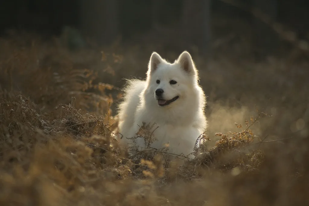 A white Samoyed-type dog, representative of Laika's part-Samoyed heritage