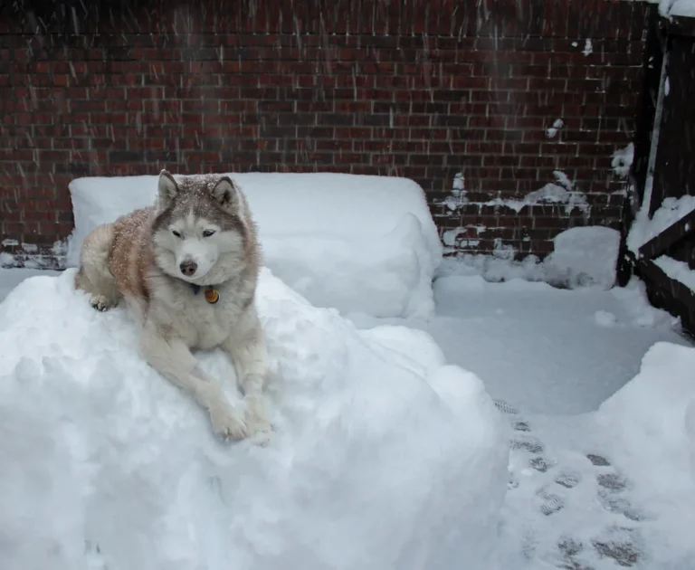 A husky-type dog in the snow, representative of Loki the Wolfdog