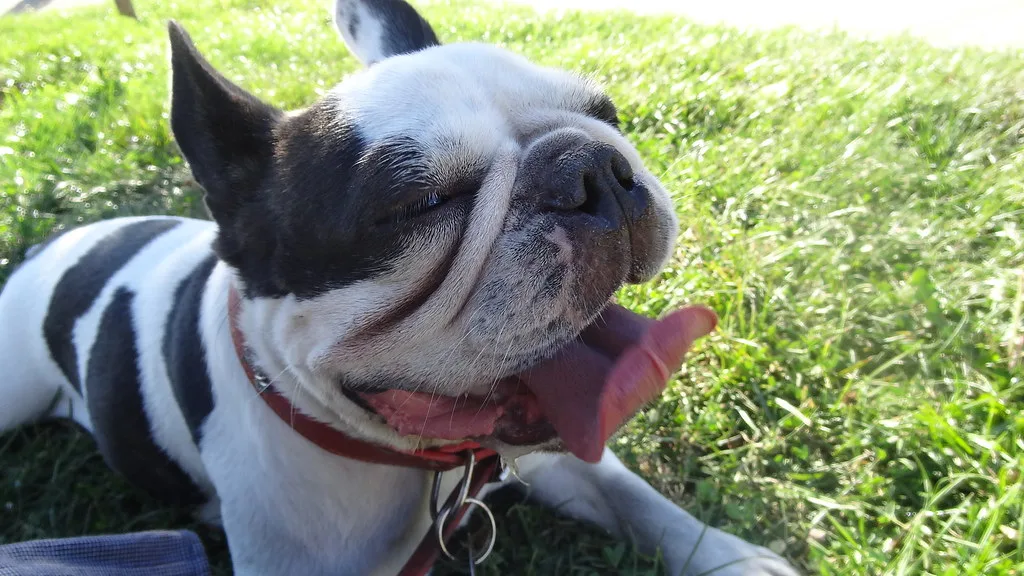 A French Bulldog, the breed of the charity-driven Instagram star Manny the Frenchie