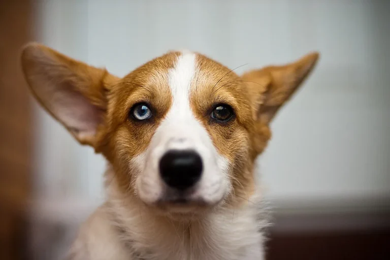 A Pembroke Welsh Corgi, the breed of New York subway commuter Maxine