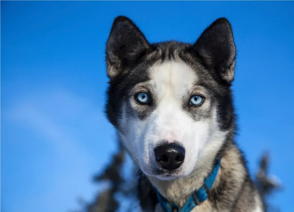A Siberian Husky, the breed of the talking-dog star Mishka