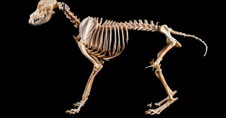 Most affectionate dog breeds — <div class='fn'> Golden Retriever dog. <i>Canis lupus familiaris</i>.</div>