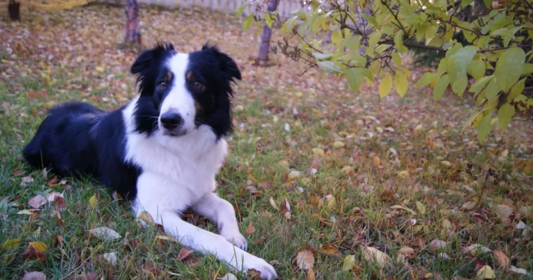 Most intelligent dog breeds — Border Collie Dog