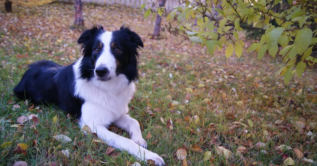 Most intelligent dog breeds — Border Collie Dog