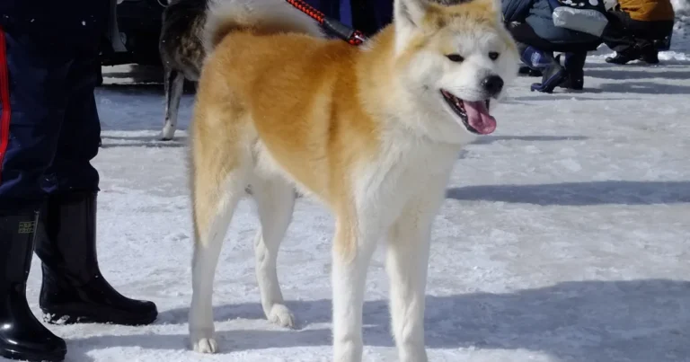 Most loyal dog breeds — Akita Dog