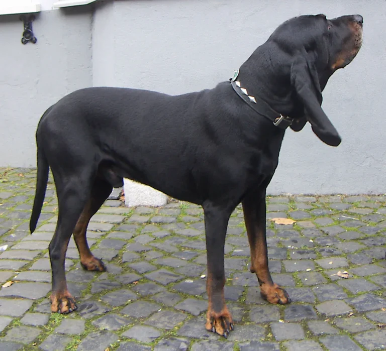 An American Foxhound, representative of Old Drum's hound breed