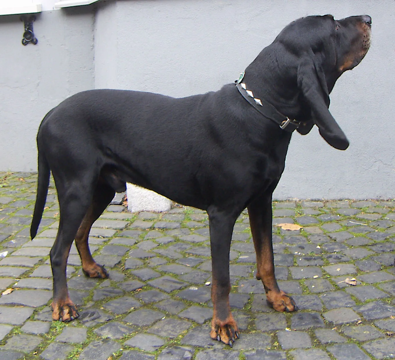 An American Foxhound, representative of Old Drum's hound breed
