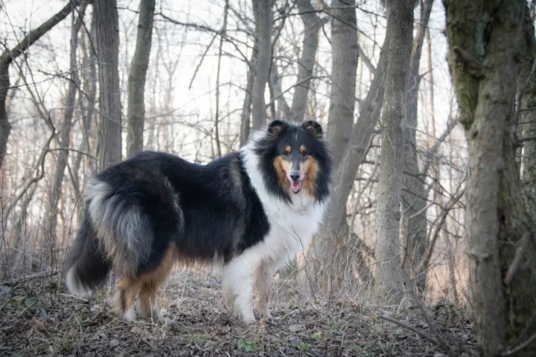 A Rough Collie, the breed of Pal, the dog who first played Lassie