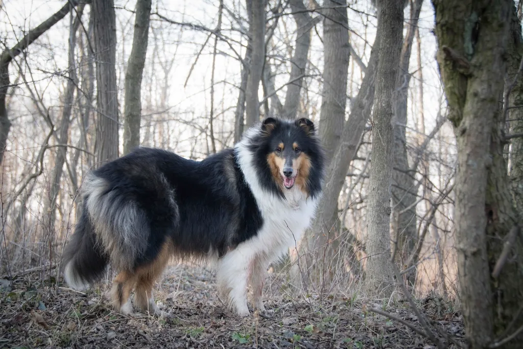 A Rough Collie, the breed of Pal, the dog who first played Lassie