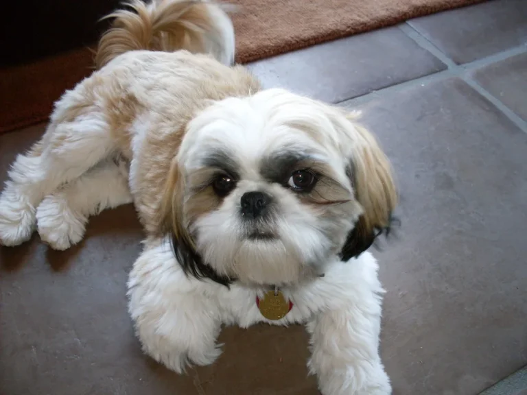 A small Shih Tzu-type dog, representative of the mixed breed of Popeye the Foodie Dog