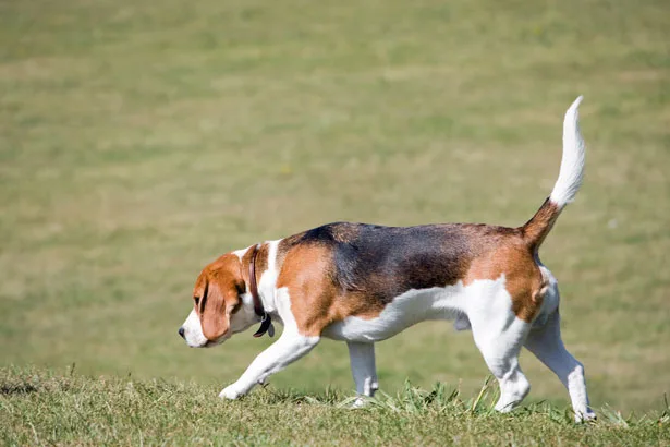 A Beagle, the breed of record-breaking trick dog Purin