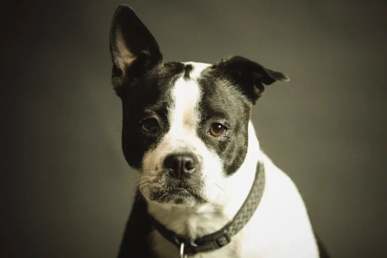 A Boston Terrier, the breed mix of the WWI war dog Sergeant Stubby