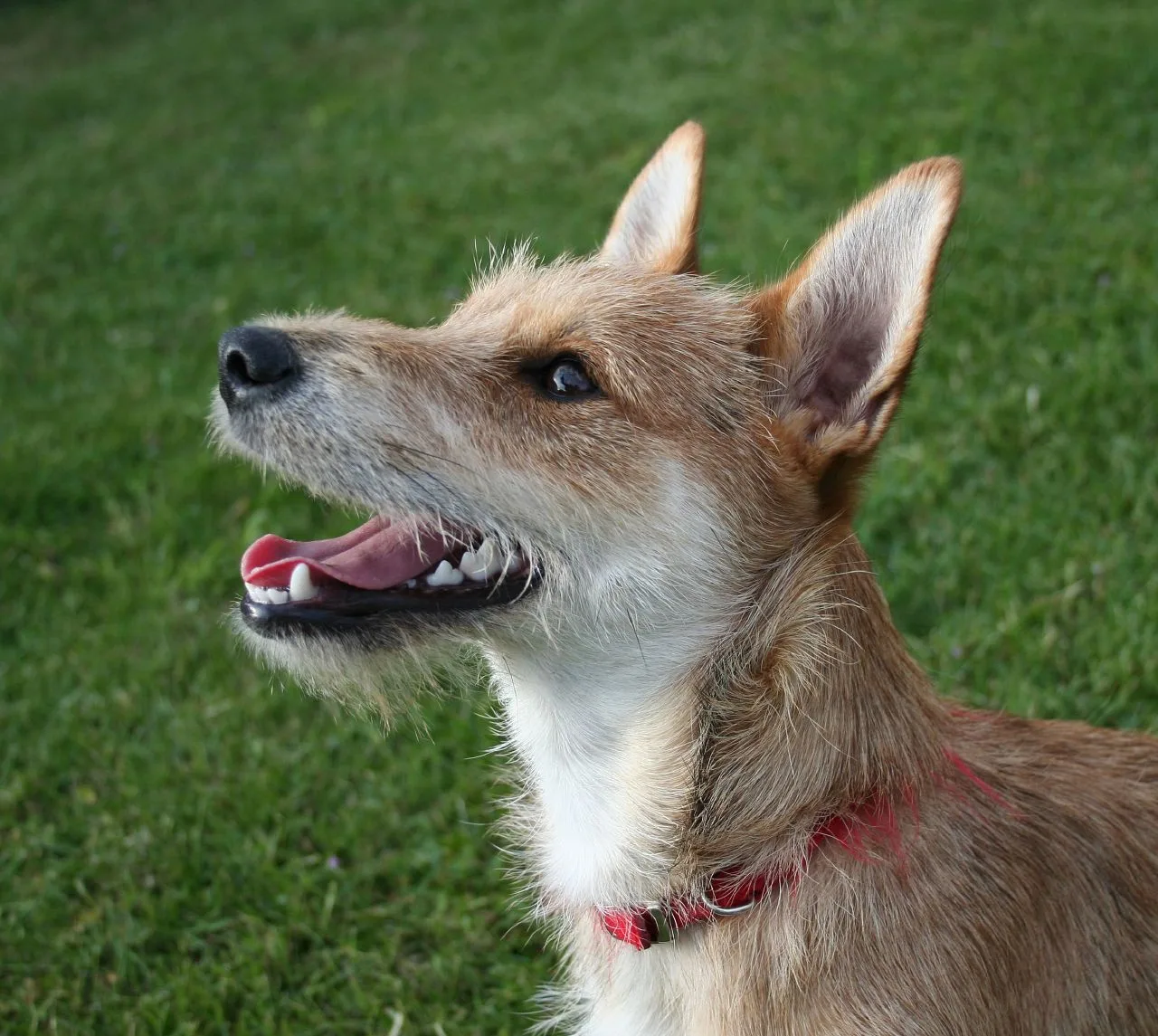 A mixed-breed dog, representative of Coast Guard mascot Sinbad's mixed heritage