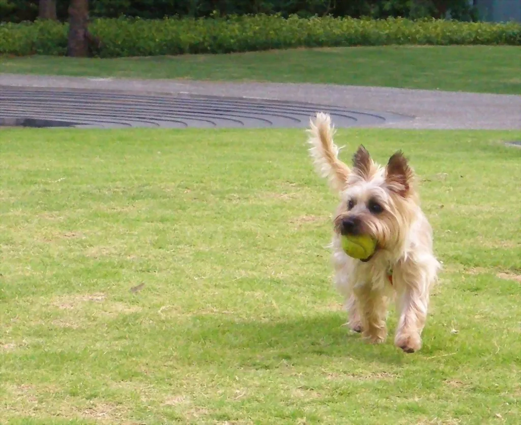 A Cairn Terrier, the breed of Terry, the dog who played Toto in The Wizard of Oz