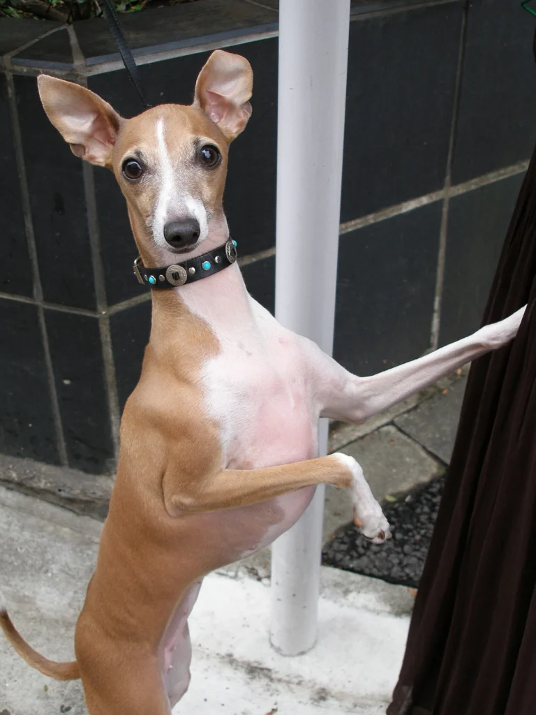 An Italian Greyhound, the breed of fashion-influencer dog Tika the Iggy